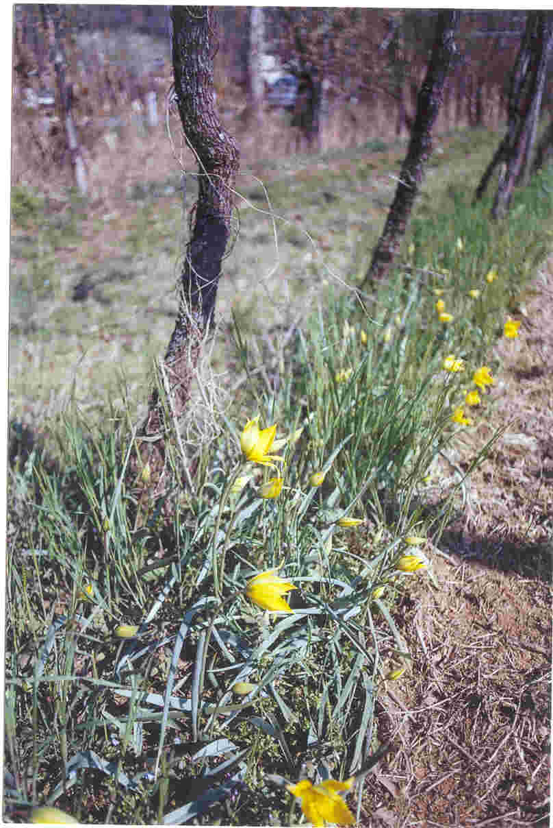 Tulipa  sylvestris / Tulipano dei campi